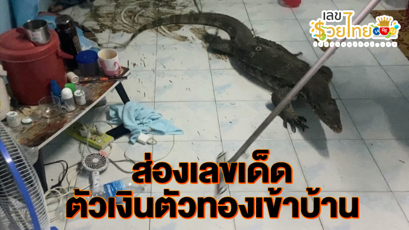 เลขเด็ดตัวเงินตัวทองเข้าบ้าน-"Lucky numbers for the monitor lizard entering the house"