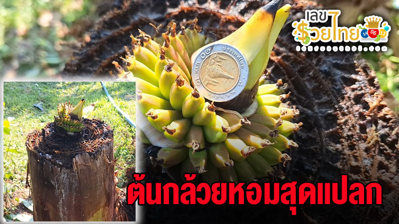 กล้วยแปลกๆ หายาก-"Strange and rare bananas"