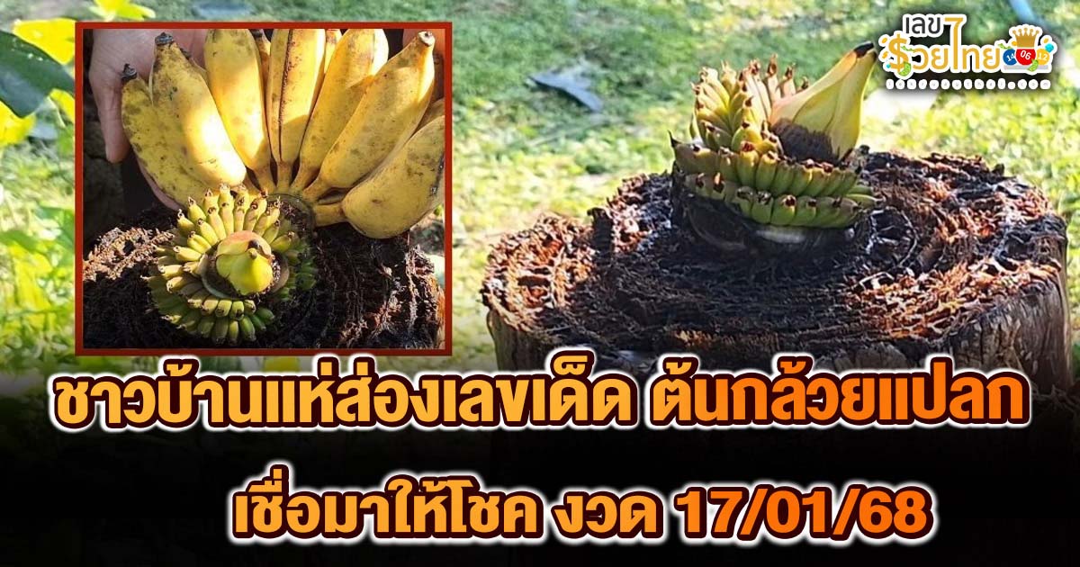 ห้ามพลาด คอหวย ฮือฮา !! ต้นกล้วยแปลก ตัดทิ้ง เครือ-ผลโผล่กลางต้น เชื่อมาให้โชค-แห่ส่องเลขเด็ด งวดวันที่ 17/01/68
