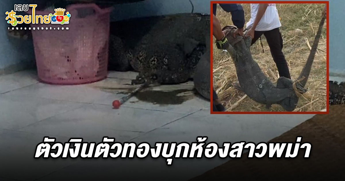 สาวพม่าร้องลั่น ชาวบ้านแตกตื่น รีบแจ้งตร. ที่แท้ตัวเงินตัวทองใหญ่ แอบในห้อง ส่องเลขเสี่ยงโชค ฟรี!