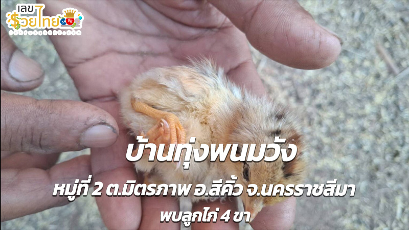 สุดแปลกไก่ 4 ขาให้โชค-"Very strange, a chicken with 4 legs brings luck."