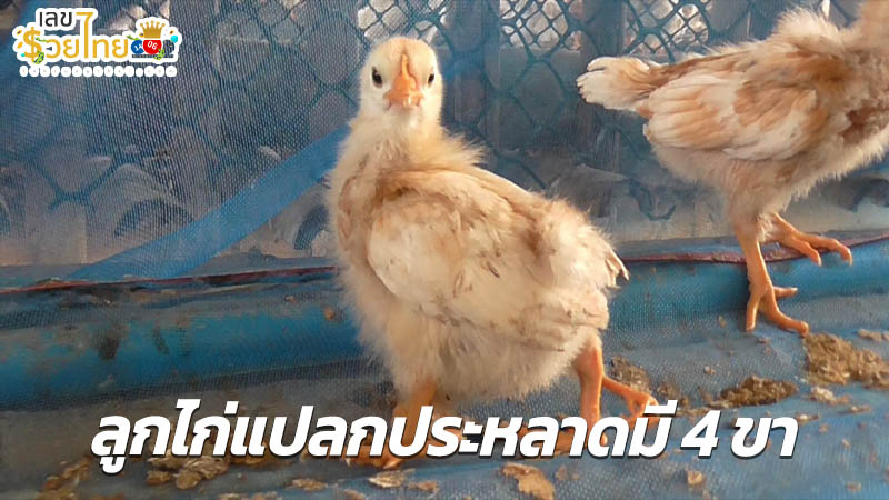 ลูกไก่ประหลาดมี 4 ขา-"A strange chick has four legs."