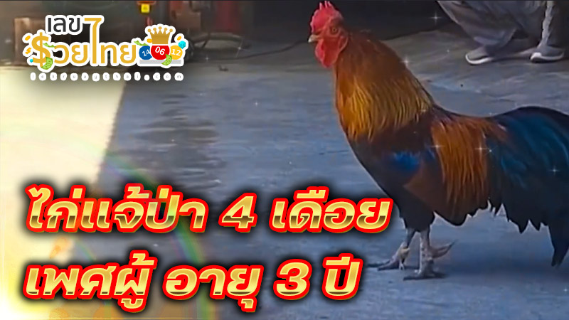 ไก่แจ้ป่ามี 4 เดือย-''Wild Bantam has 4 spurs''