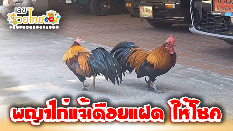 ไก่แจ้ป่า-''Wild Bantam''