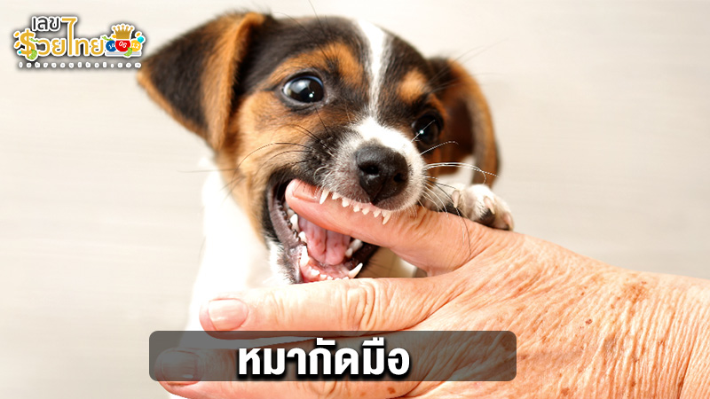 รูปภาพ หมากัดมือของ heng99