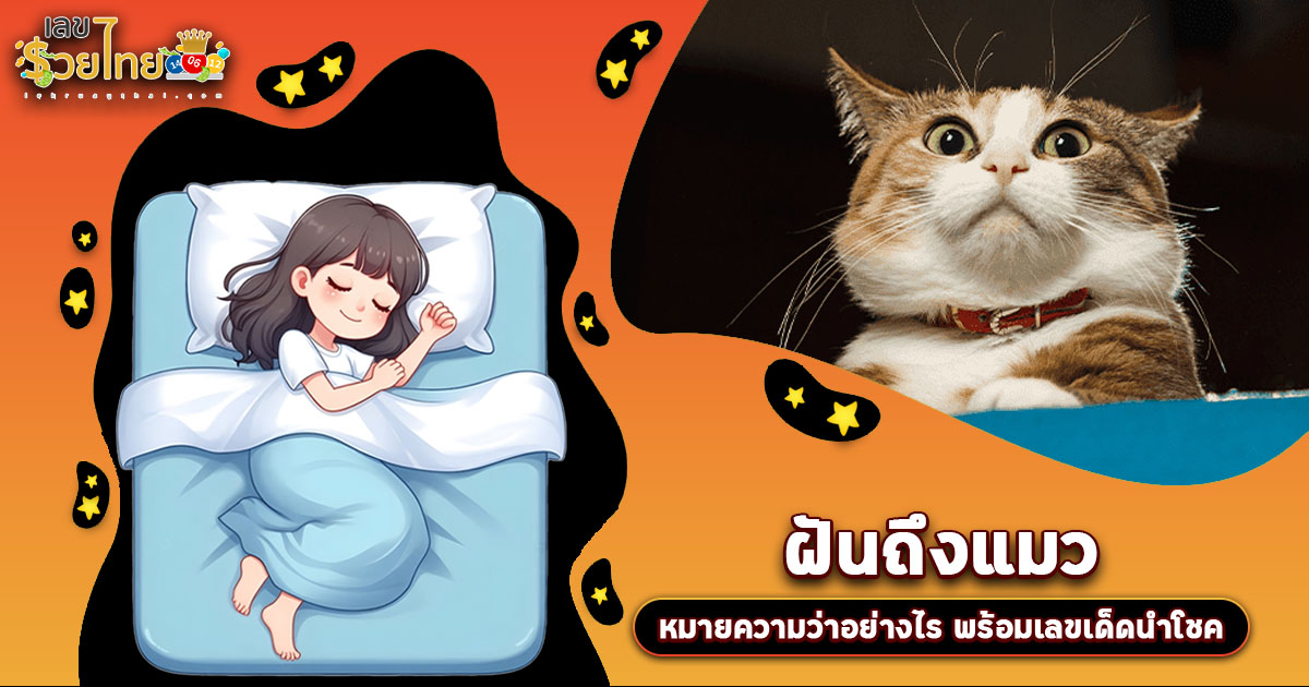 เปิดคำทำนาย ฝันถึงแมว ทำนายว่าอย่างไร? พร้อมเลขเด็ด แม่นๆ ที่เกี่ยวกับความฝัน เช็กเลย !