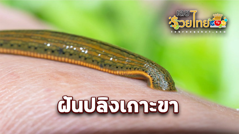 รูปภาพฝันปลิงเกาะขาของ heng99