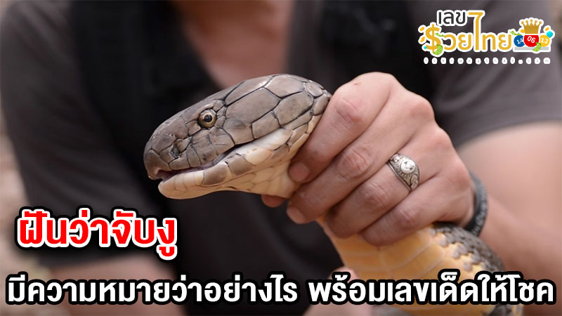 รูปภาพฝันว่าจับงูของ lekdedonline