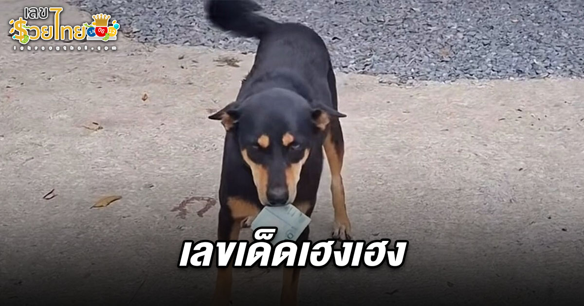 เลขเด็ดเฮงเฮง 1/3/68 สุนัขแสนรู้คาบแบงก์ให้เจ้านาย คอหวยตาไวรีบแคปเลขท้ายเสี่ยงโชค