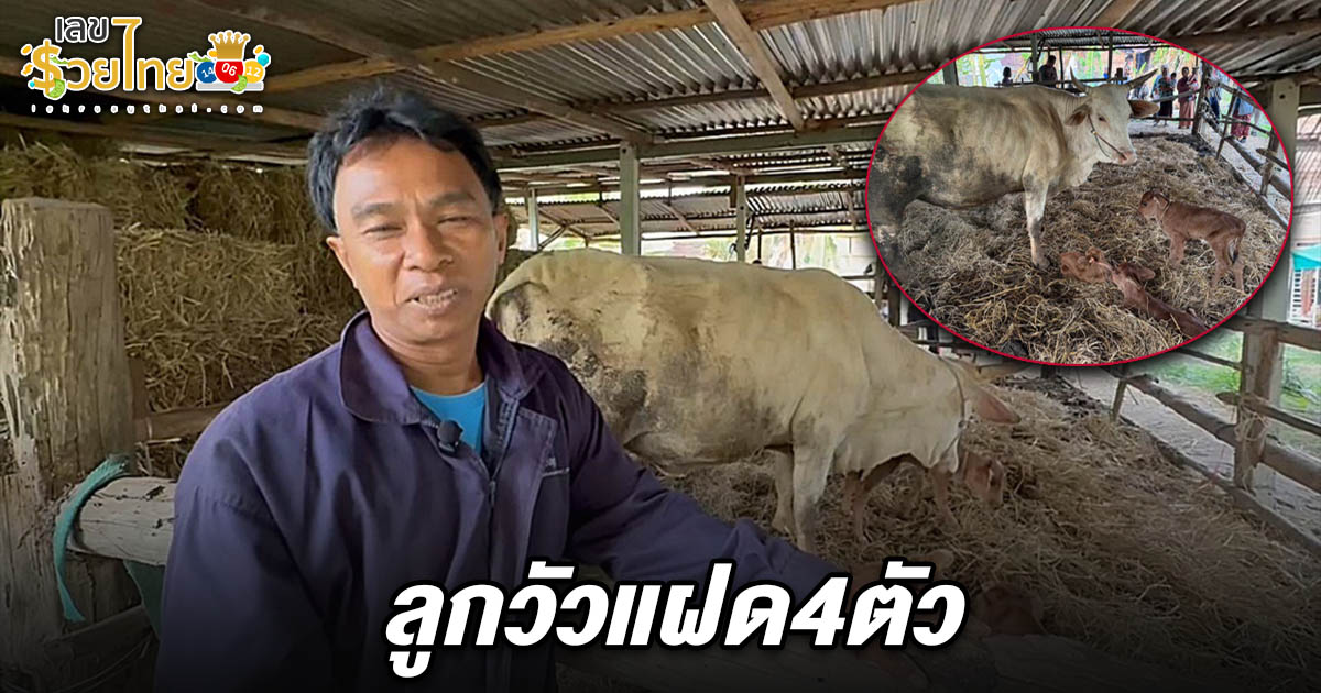 ฮือฮา! วัวออกลูกแฝด4 คอหวยแห่ส่อง เลขลูกวัวแฝด4ตัว 1/4/68 หวังลุ้นโชคหวยงวดนี้