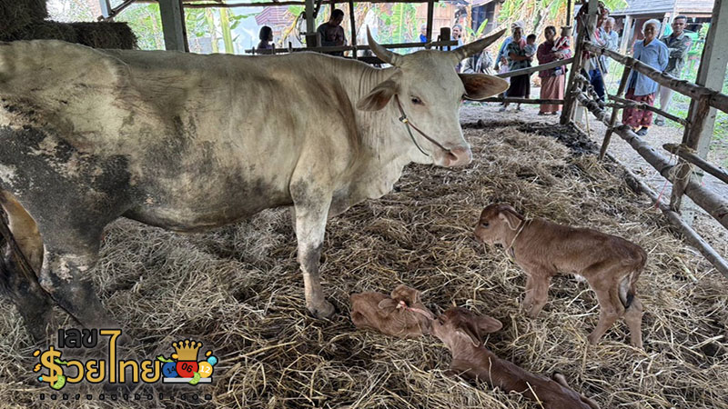 รูปภาพแม่วัวออกลูกแฝดของ heng99