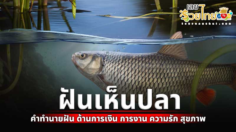 รูปภาพฝันเห็นปลาของ lekdedonline