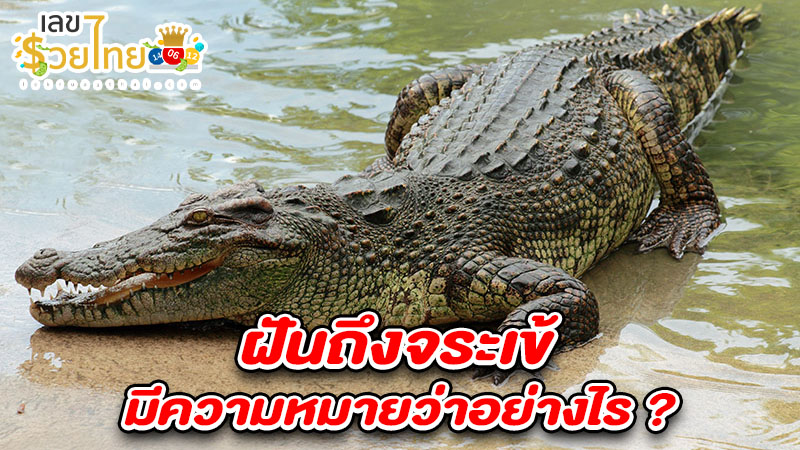 รูปภาพฝันถึงจระเข้ของ lekdedonline