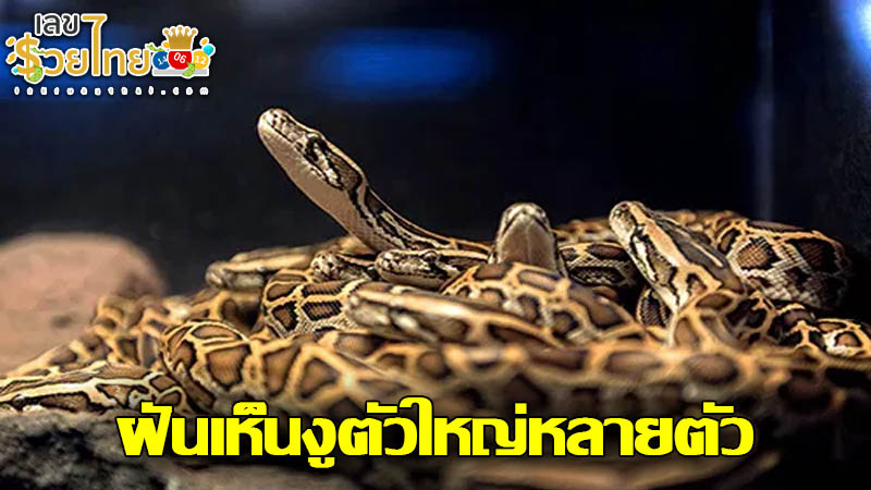 รูปภาพฝันเห็นงูใหญ่หลายตัวของ lekdedonline