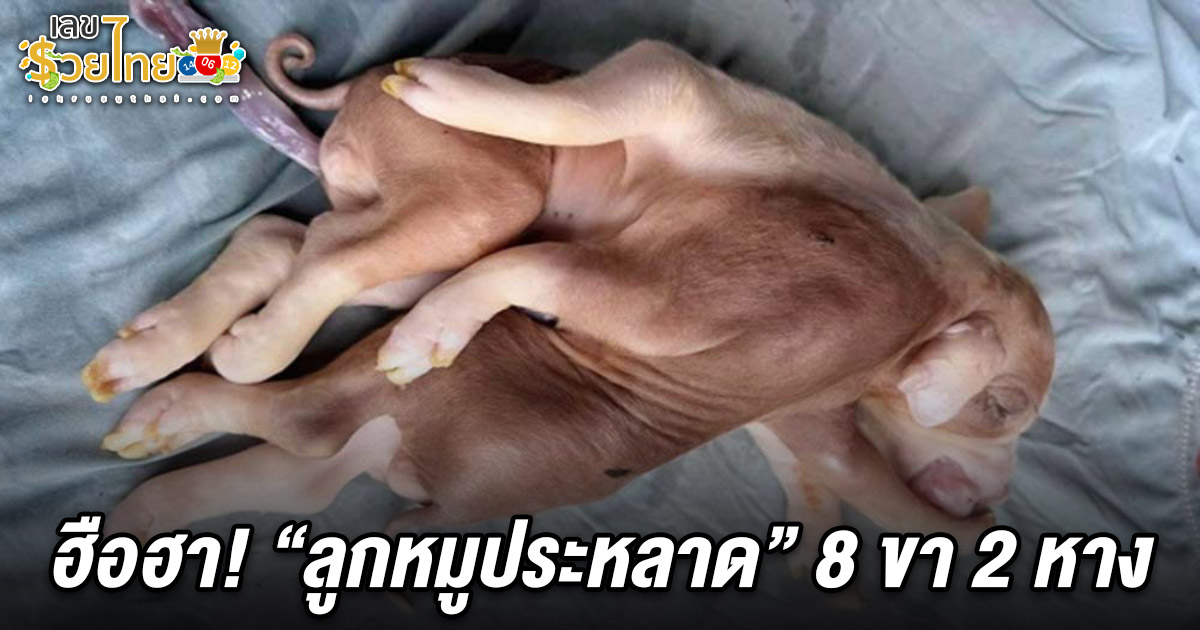 ฮือฮา! ลูกหมูประหลาด 8 ขา 2 หาง คอหวยไม่พลาดส่อง เลขลูกหมู8ขา 16/3/68 เสี่ยงโชคหวยงวดนี้