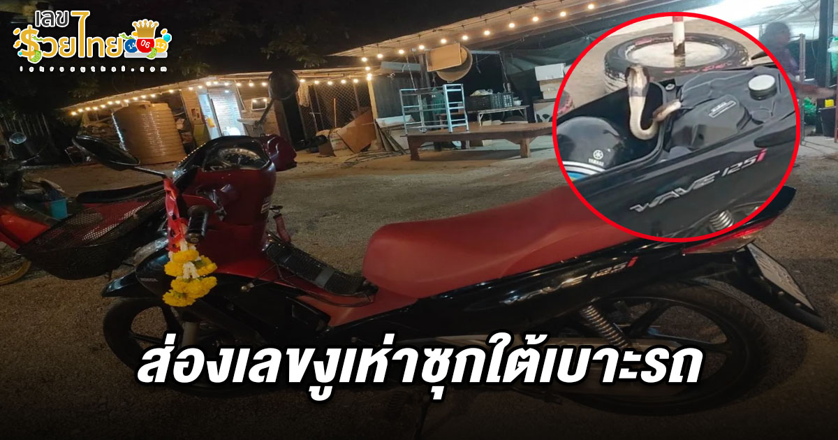 สาว 32 ปี โพสต์คลิป เกือบถูกงูเห่าใต้เบาะรถฉก โชคดีหลบทัน ชาวเน็ตถามหาเลขทะเบียน เลขงูเห่าซุกรถ 2/5/68 เสี่ยงโชคหวยงวดนี้!