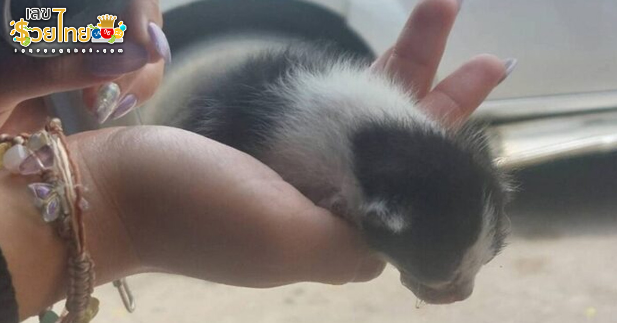 รูปภาพลูกเเมวของ lekdedonline