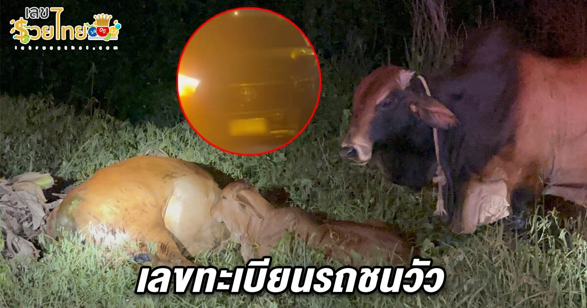 รีบจดด่วน! เลขทะเบียนรถชนวัว 1/6/68 แม่วัวถูกรถชนตาย ลูกวัวน้ำตาไหลนอนดูดนมแม่ ส่วนพ่อวัวเฝ้าไม่ห่าง ทำท่าจะขวิดกู้ภัย