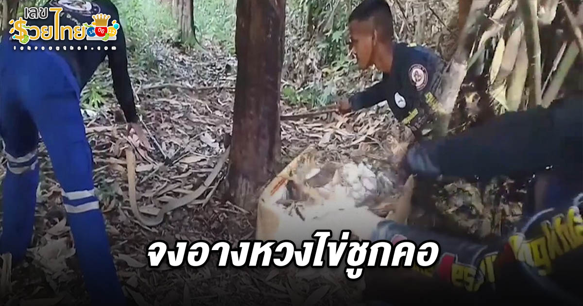 ชาวบ้านแห่เอาบ้านเลขที่มาเป็น เลขเด็ดงูจงอาง 1/6/68 หวงไข่ชูกคอพุ่งฉก ไปลุ้นรวยงวดนี้