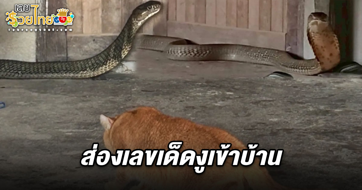“เจ้าส้ม” หวิดโดนฉก หลังร้องขู่งูจงอางตัวใหญ่ เจ้าของบ้านเชื่อ เลขงูเข้าบ้าน 1/6/68 มาให้โชคงวดนี้
