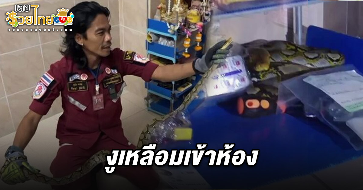 เลขงูเหลือมเข้าห้อง 16/5/68 ผัวเมียแทบช็อก งูยักษ์เลื้อยขดข้างเตียง – คอหวยส่องเลขห้องลุ้นโชค