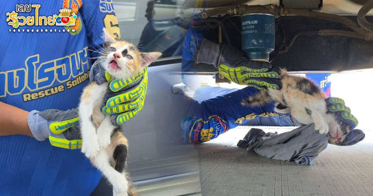 รูปภาพช่วยเหลือชีวิตลูกแมวกลางถนนของ heng99