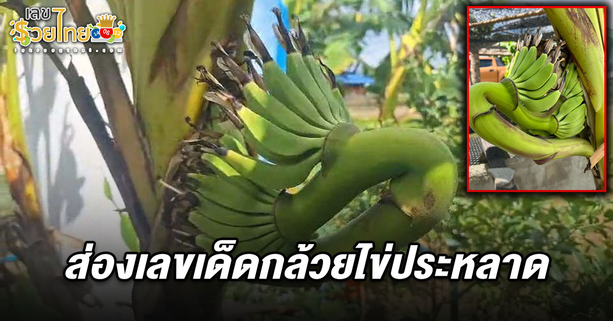 ชาวพะเยาฮือฮา! ‘กล้วยไข่’ ประหลาด ออกเครือคล้าย’พญานาค’ ชาวบ้านไม่พลาดส่อง เลขเด็ดกล้วยไข่ 1/7/68 ลุ้นโชคงวดที่จะถึงนี้