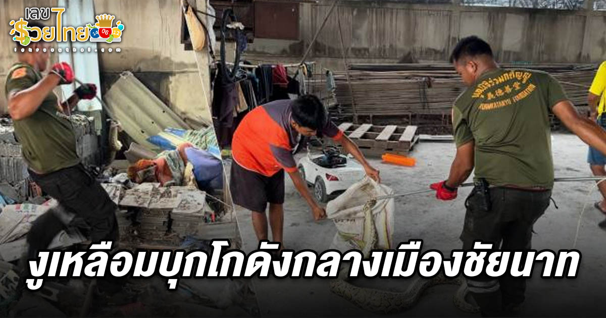 เลขงูเหลือมกินไก่ที่ชัยนาท 1/7/68 บุกโกดังกลางเมืองชัยนาท คนงานสุดช็อก เห็นกำลังเขมือบไก่ต่อหน้า คอหวยส่องบ้านเลขที่เสี่ยงโชคลุ้นรวย