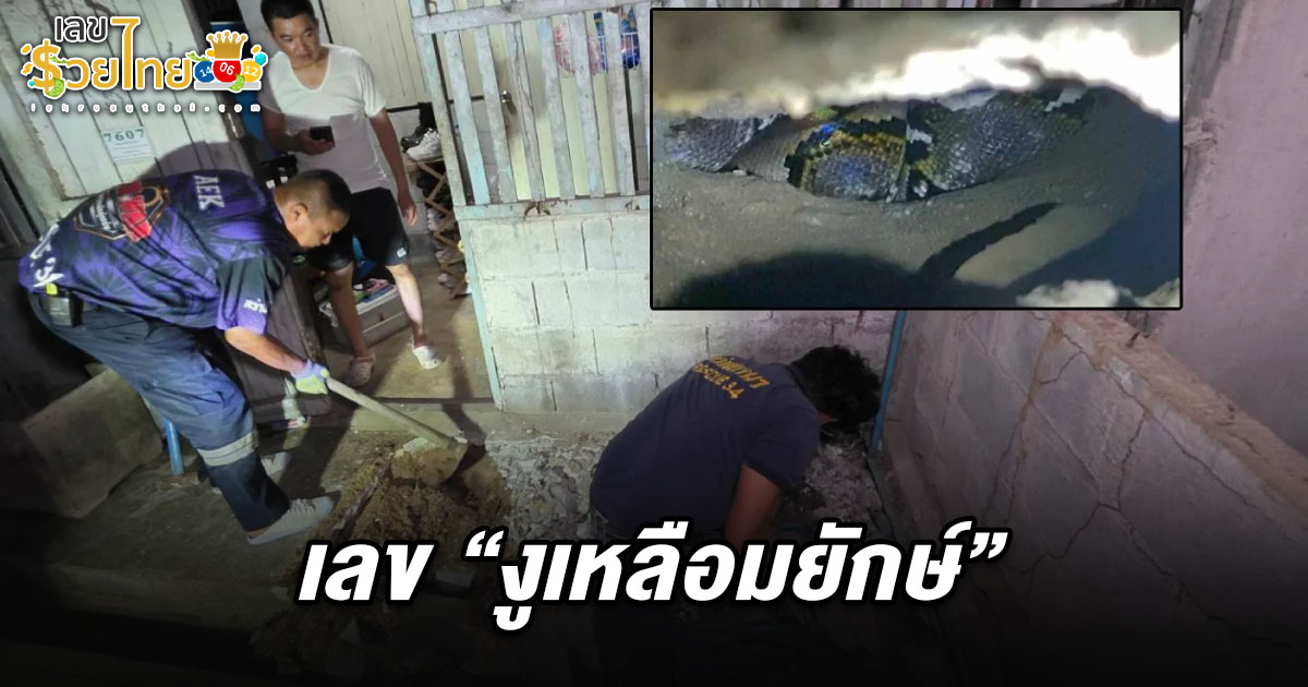 ส่อง เลขเด็ดงูเหลือมยักษ์ 16/7/68  หลังทำพิธีขอขมาและทุบพื้นสำเร็จงูกลับหายไปอย่างไร้ร่องรอยเชื่อว่าเป็น งูเจ้าที่
