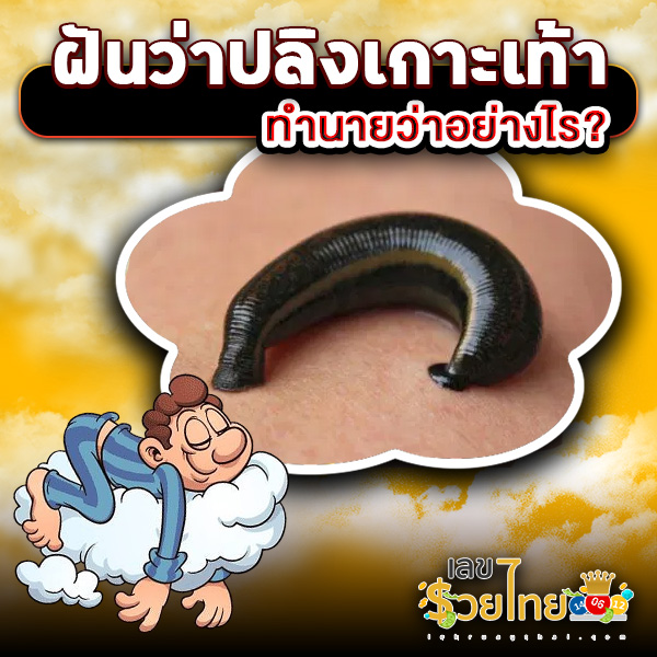รูปภาพทำนายฝันว่าปลิงเกาะเท้าของ heng99